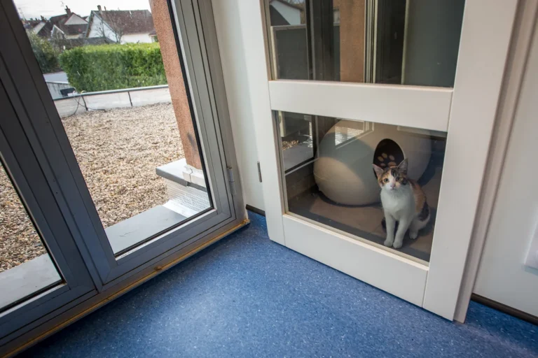 Chat dans une chatterie vitrée de l'espace félin