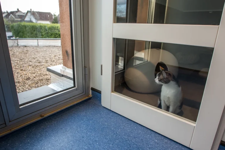 Chat derrière la porte vitrée d'une chatterie