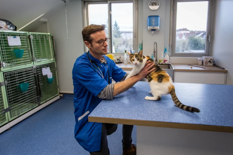 Vétérinaire examinant un chat en salle de consultation féline