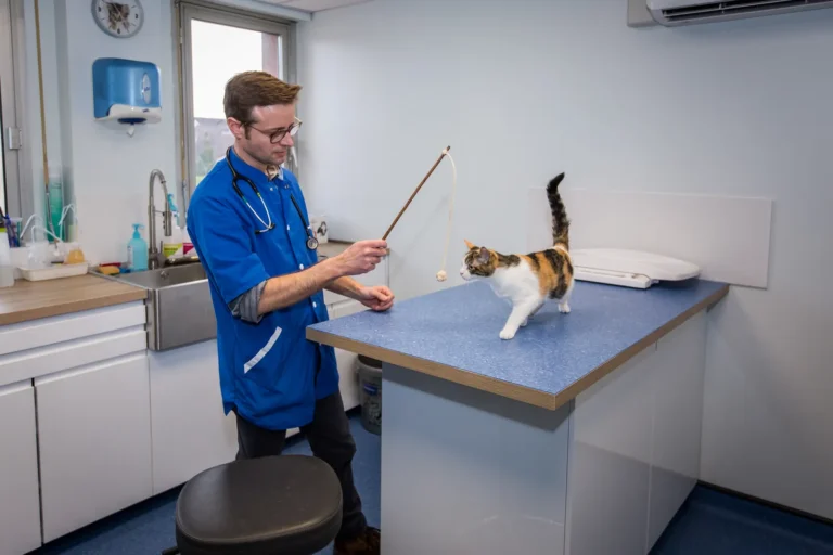 Vétérinaire jouant avec un chat sur la table de consultation