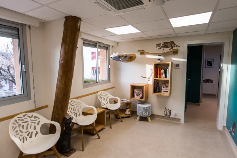 Salle d'attente féline avec étagères et passerelles pour chats