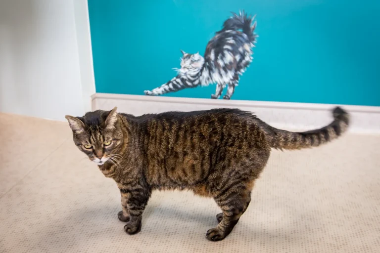 Chat tigré devant une fresque murale de chats