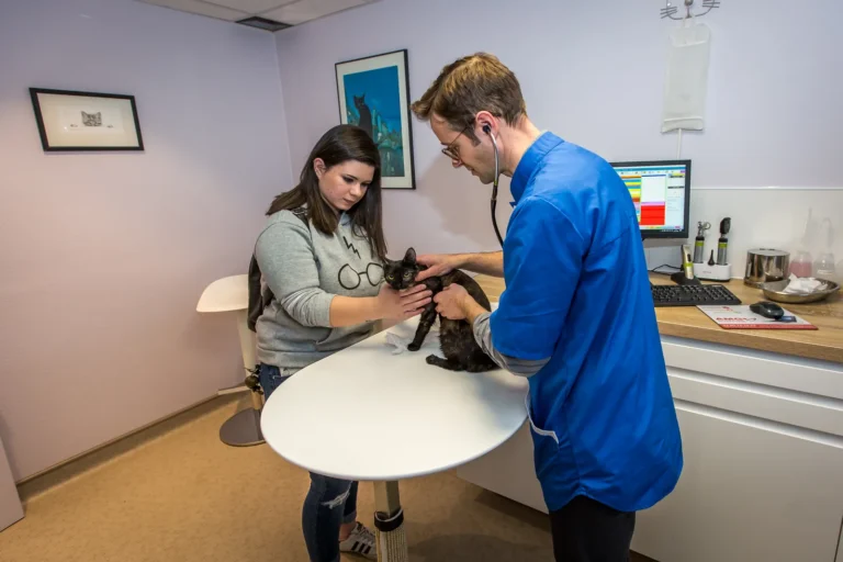 Consultation d'un chat avec sa propriétaire