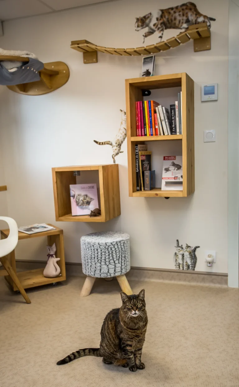 Chat assis au pied des étagères pour chats