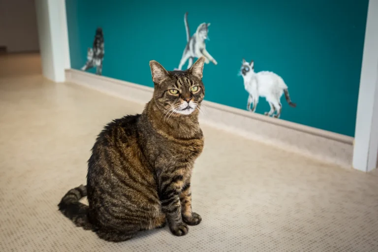 Chat tigré assis dans la salle d'attente de l'espace félin