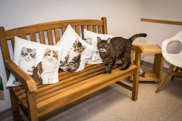 Chat sur un banc garni de coussins à motifs de chats
