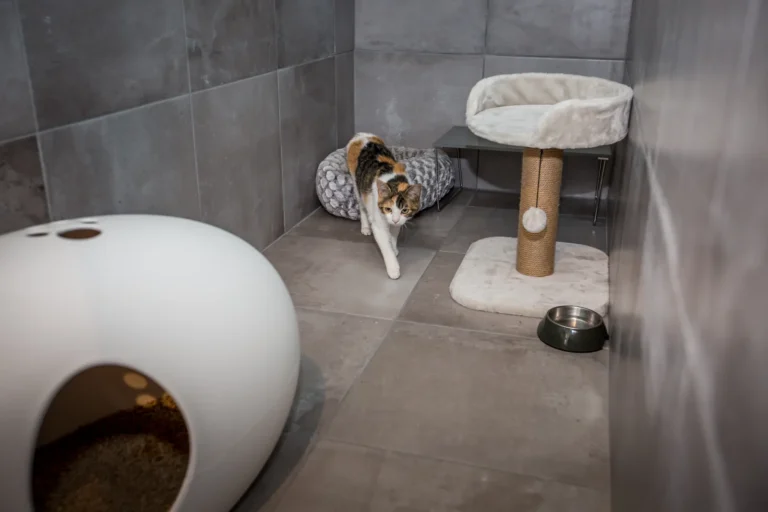 Chat dans un box d'hospitalisation