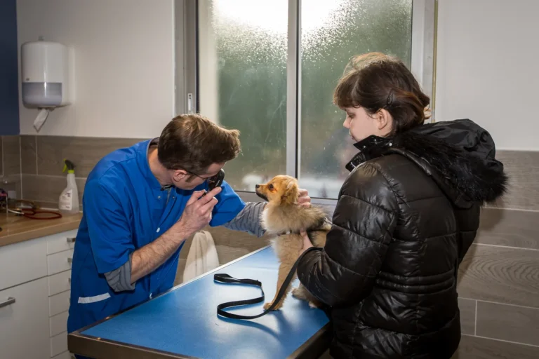 Vétérinaire examinant un petit chien en consultation