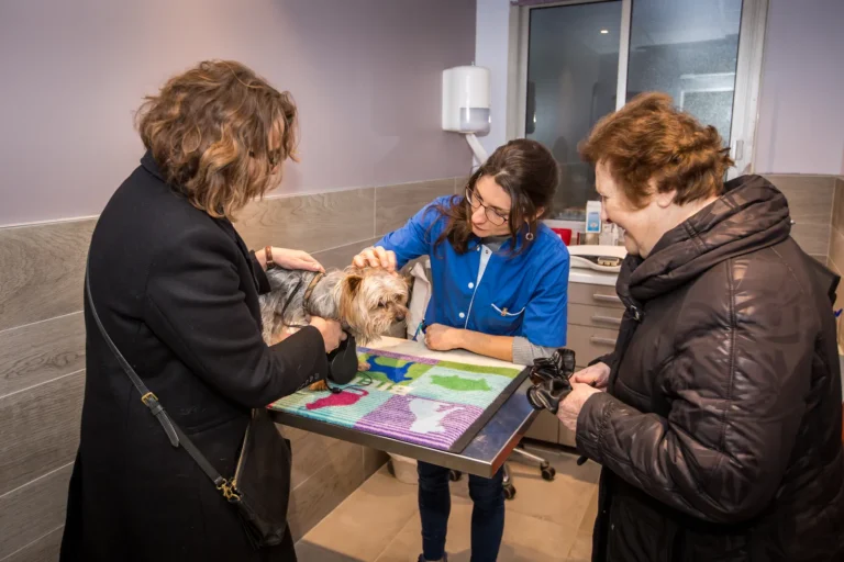 Vétérinaire examinant un chien avec deux clientes
