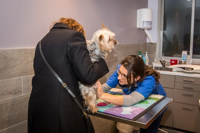 Vétérinaire soignant un petit chien en consultation