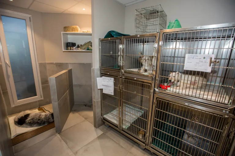 Chenil d'hospitalisation pour chiens