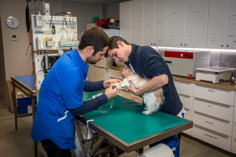 Deux vétérinaires soignant un chien