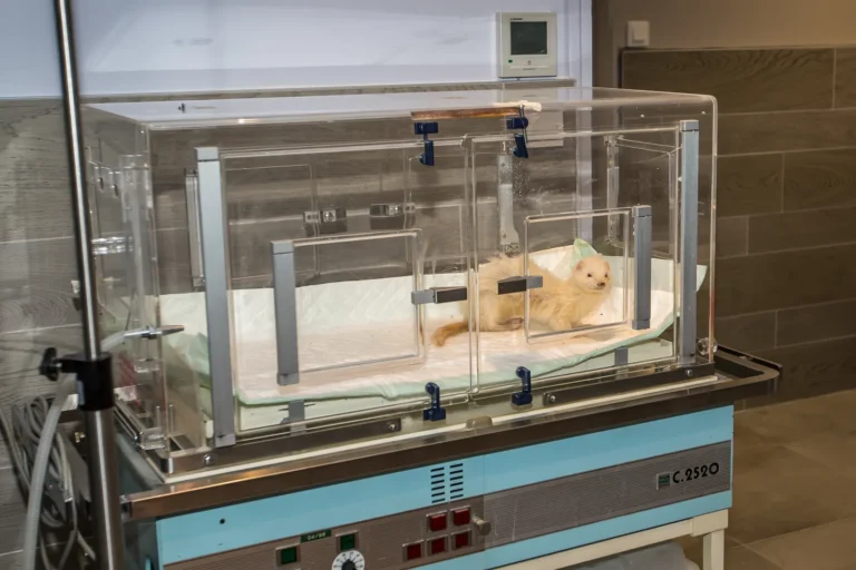 Couveuse d'hospitalisation pour petits animaux