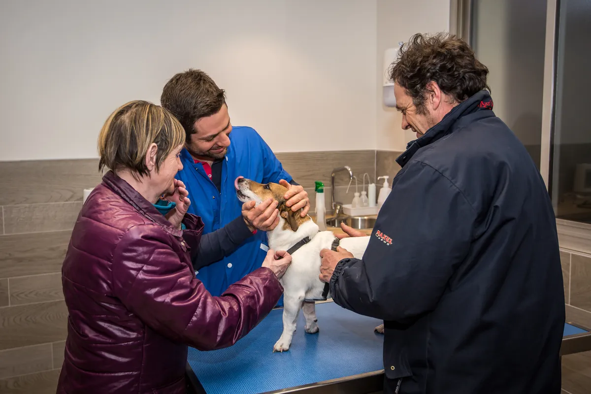 Consultation : un vétérinaire examine un chien avec ses propriétaires