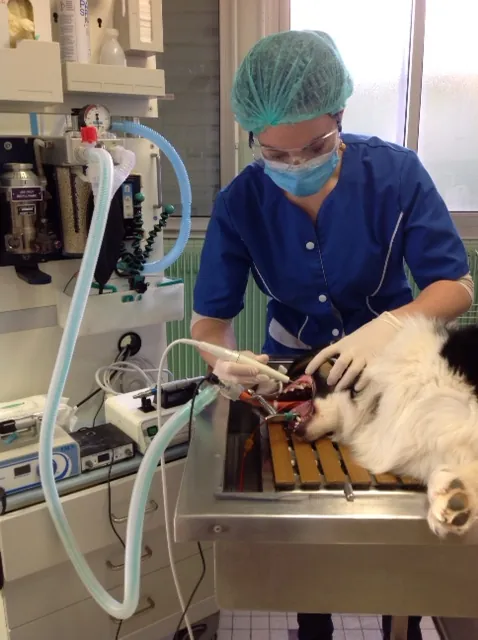 Soins dentaires : détartrage d'un chien sous anesthésie