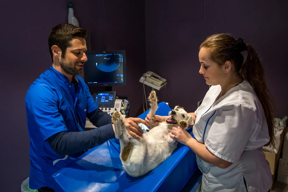 Vétérinaire et assistante réalisant une échographie sur un animal