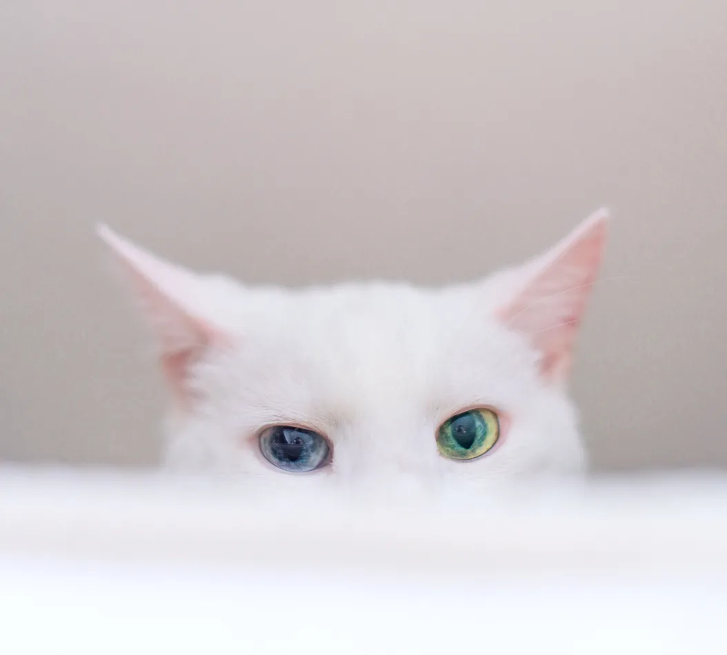 Chat blanc aux yeux vairons